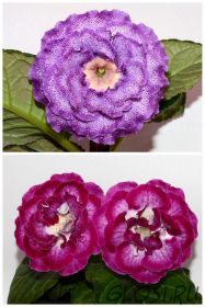 ЕН-Луна в Ажуре/ЕН-Королевский Флер