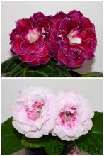 ЕН-Винтажные Розы/ЕН-Французский Зефир