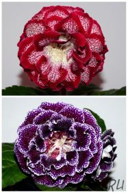 ЕН-С Любовью, Рози/ЕН-Себастьян