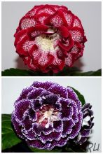 ЕН-С Любовью, Рози/ЕН-Себастьян