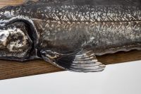 Стерлядь на стену