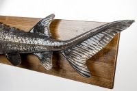 Стерлядь декоративная