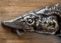 Стерлядь, стерлядка настенная