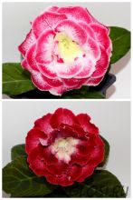 ЕН-Дочь Адмирала/ЕН-Краля