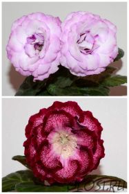 ЕН-Ультрафиолет/ЕН-Барыня-Боярыня