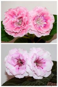 ЕН-Персиковый Закат/ЕН-Лилабелла