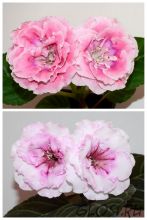 ЕН-Персиковый Закат/ЕН-Лилабелла