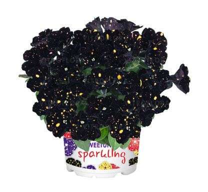 Петуния Сурпрайз Спарклинг Найт (Surprise Sparkling Night)