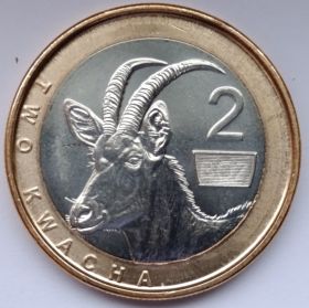 Антилопа 2 квачи Замбия 2024