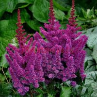 Астильба китайская Black Pearls