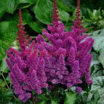 Астильба китайская Black Pearls