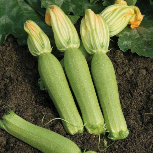 Кабачок Невира F1, 50шт семян