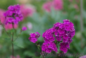 Флокс 'Каберне' / Phlox 'Kaberne'