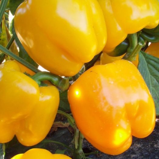 Перец сладкий Золотой бык, 50шт семян