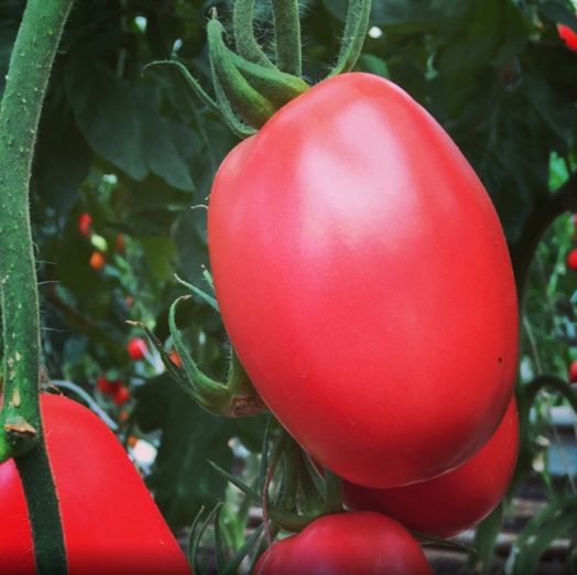 Томат индетерминантный РОЗОВЫЙ ЩЕРБЕТ, 5г семян