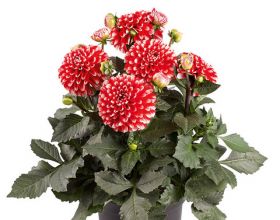 Георгин  Dalina maxi Merida (Я)