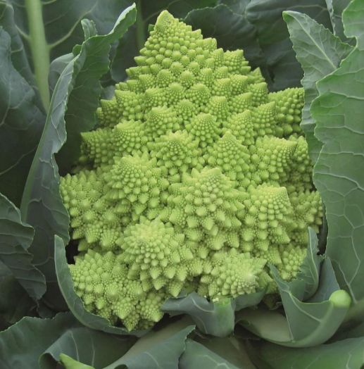 Капуста цветная Вероника F1, 10шт семян