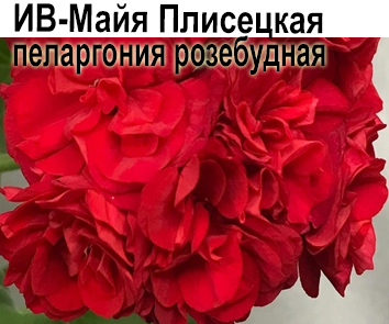 Пеларгония розебудная ИВ-Майя Плисецкая (компактный зонартик)