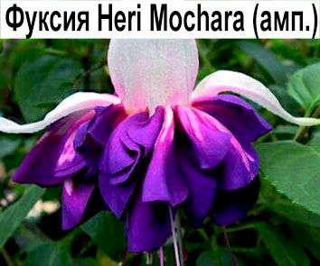 Фуксия Heri Mochara амп