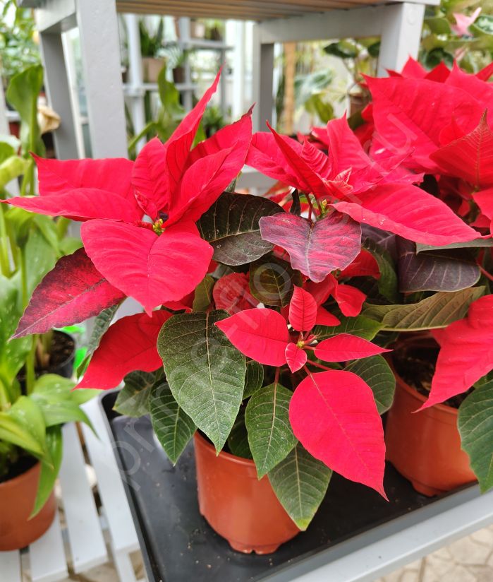 Пуансеттия Cristmas feelings (Рождественская звезда)