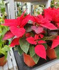 Пуансеттия Cristmas feelings (Рождественская звезда)