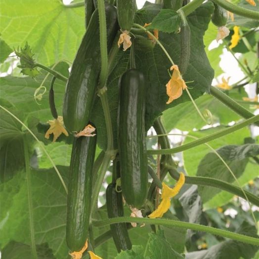 Огурец ЙИЛДО F1, 250 семян