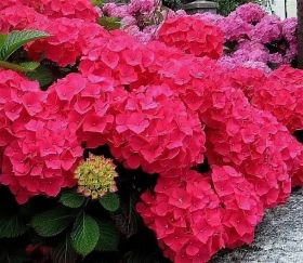 Гортензия крупнолистная Форевер Энд Эвер Ред Forever & Ever Red (в Р9)