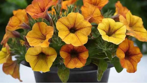 Петния Бьютикал Сансет Оранж (BeautiCal Sunset Orange)