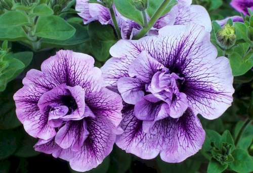 Петуния Тумбелина Присцилла (Tumbelina Priscilla)