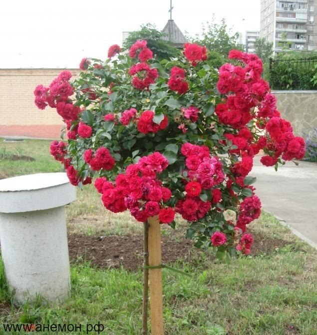 Роза "Отелло" на штамбе