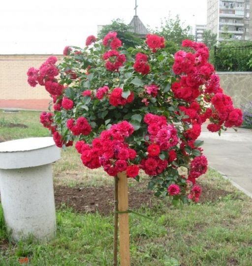 Роза "Отелло" на штамбе