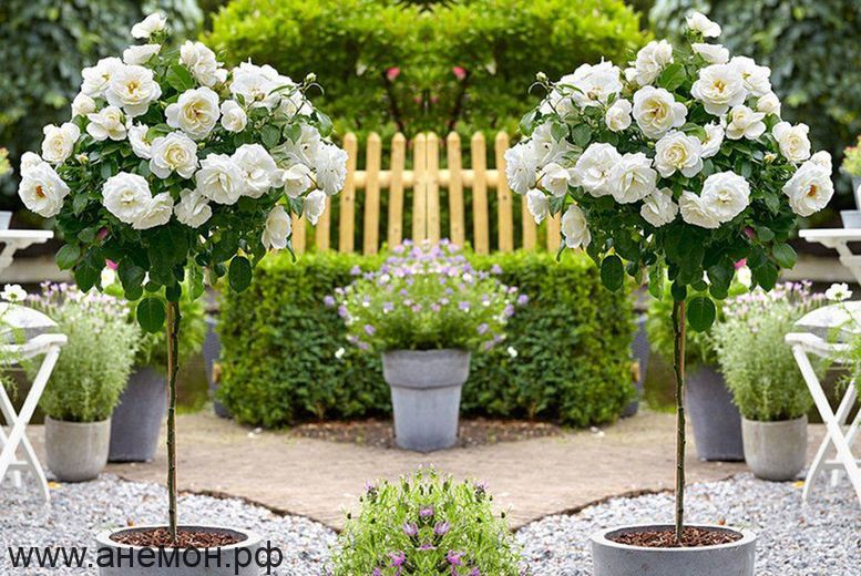 Роза "Космос" на штамбе