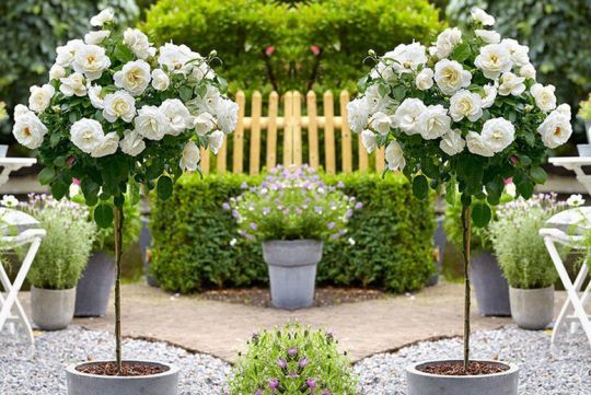 Роза "Космос" на штамбе