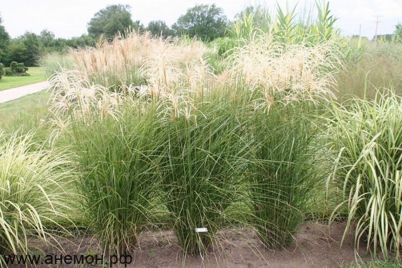 Мискантус "Монинг Лайт"