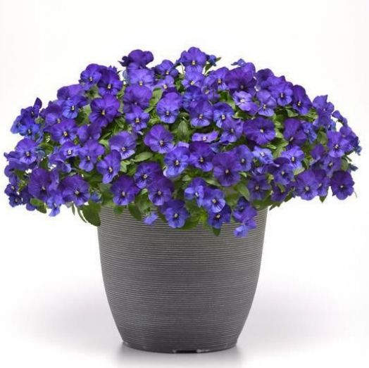 Виола виттрока (Viola wittrockiana) Cool Wave Blue, 10 семян
