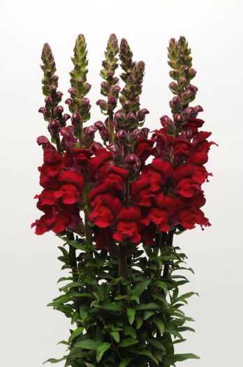 Львиный зев на срезку (Antirrhinum majus) Maryland Red, 100 семян