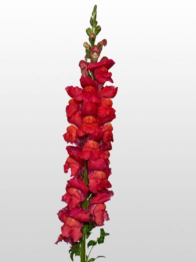 Львиный зев на срезку (Antirrhinum majus) Maryland Flamingo, 100 семян