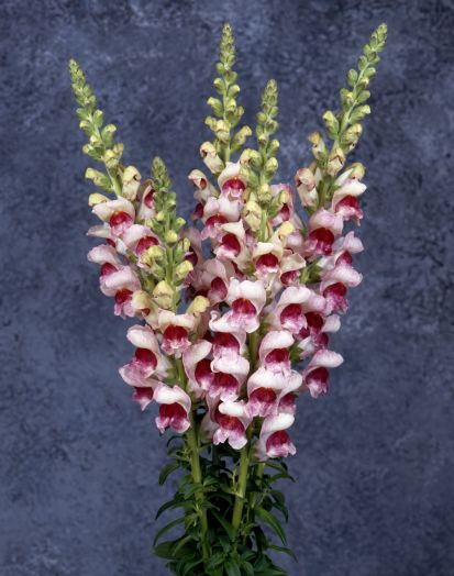 Львиный зев на срезку (Antirrhinum majus) Maryland Plumblossom, 100 семян