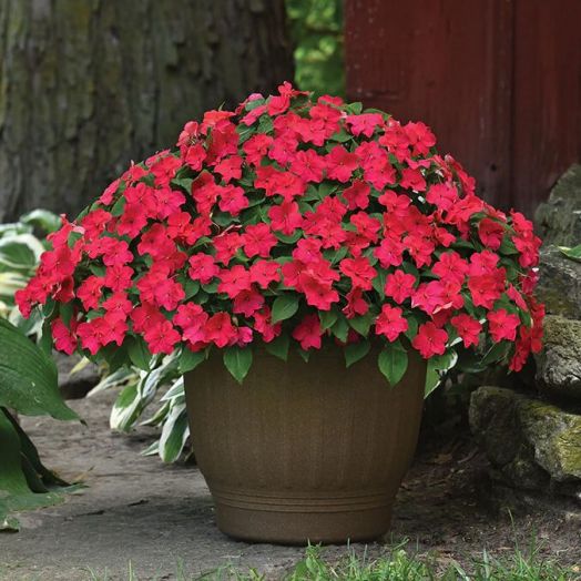 Бальзамин Уоллера (Impatiens walleriana F1) Beacon Lipstick, 50 семян