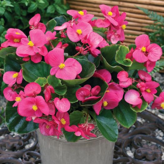 Бегония вечноцветущая (Begonia semperflorens) Bada Bing Rose, 250 драже