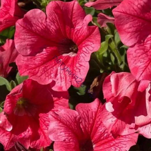 ПЕТУНИЯ SURFINIA TRAILING HOT PINK CHERRY с февраля
