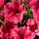 ПЕТУНИЯ SURFINIA TRAILING HOT PINK CHERRY с февраля