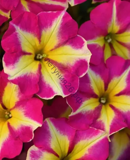 петуния крейзитуния пинк фламинго с февраля