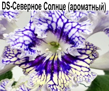 DS-Северное Солнце (Диметрис) ароматный   НОВИНКА КАТАЛОГА!