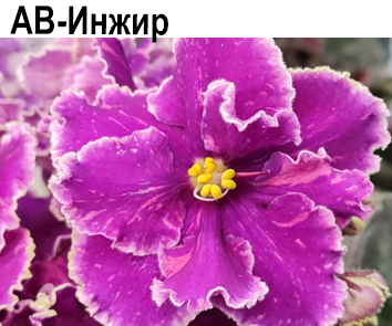 АВ-Инжир НОВИНКА КАТАЛОГА