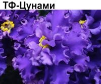 ТФ-Цунами