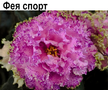 Фея спорт (Дадоян)