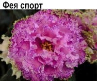 Фея спорт