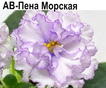 АВ-Пена Морская (Фиалковод)