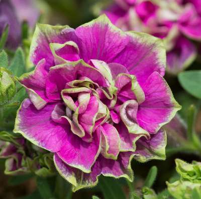 Петуния Тумбелина Дарси Роза (Tumbelina Darcey Rosa)